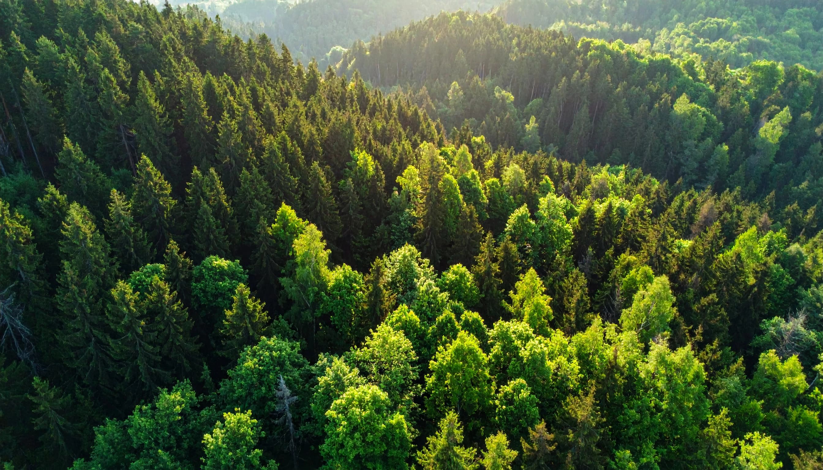 Aerial view of a forest canopy